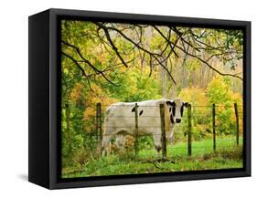 Cow and Farmland, Taoroa Junction, Rangitikei, North Island, New Zealand-David Wall-Framed Stretched Canvas