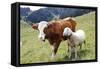 Cow and Sheep-Trbilder-Framed Stretched Canvas