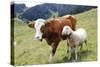 Cow and Sheep-Trbilder-Stretched Canvas