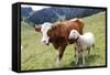 Cow and Sheep-Trbilder-Framed Stretched Canvas