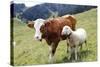 Cow and Sheep-Trbilder-Stretched Canvas
