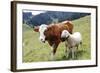 Cow and Sheep-Trbilder-Framed Photographic Print