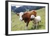 Cow and Sheep-Trbilder-Framed Photographic Print