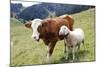 Cow and Sheep-Trbilder-Mounted Photographic Print