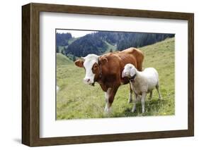 Cow and Sheep-Trbilder-Framed Photographic Print