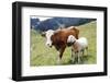 Cow and Sheep-Trbilder-Framed Photographic Print