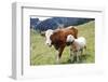 Cow and Sheep-Trbilder-Framed Photographic Print