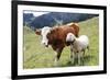 Cow and Sheep-Trbilder-Framed Photographic Print