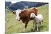 Cow and Sheep-Trbilder-Mounted Photographic Print