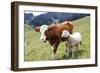 Cow and Sheep-Trbilder-Framed Photographic Print