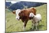 Cow and Sheep-Trbilder-Mounted Photographic Print