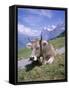 Cow at Alpiglen, Grindelwald, Bernese Oberland, Swiss Alps, Switzerland-Hans Peter Merten-Framed Stretched Canvas