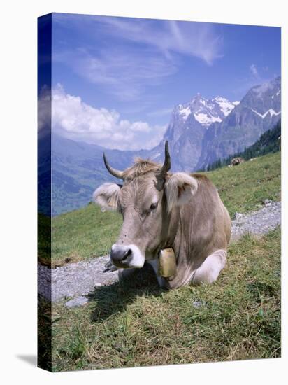 Cow at Alpiglen, Grindelwald, Bernese Oberland, Swiss Alps, Switzerland-Hans Peter Merten-Stretched Canvas