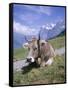 Cow at Alpiglen, Grindelwald, Bernese Oberland, Swiss Alps, Switzerland-Hans Peter Merten-Framed Stretched Canvas