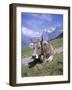 Cow at Alpiglen, Grindelwald, Bernese Oberland, Swiss Alps, Switzerland-Hans Peter Merten-Framed Photographic Print