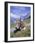 Cow at Alpiglen, Grindelwald, Bernese Oberland, Swiss Alps, Switzerland-Hans Peter Merten-Framed Photographic Print