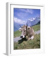 Cow at Alpiglen, Grindelwald, Bernese Oberland, Swiss Alps, Switzerland-Hans Peter Merten-Framed Photographic Print