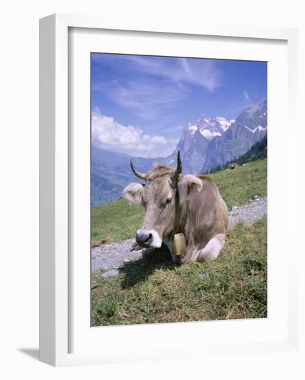 Cow at Alpiglen, Grindelwald, Bernese Oberland, Swiss Alps, Switzerland-Hans Peter Merten-Framed Photographic Print