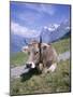 Cow at Alpiglen, Grindelwald, Bernese Oberland, Swiss Alps, Switzerland-Hans Peter Merten-Mounted Photographic Print