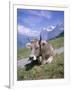 Cow at Alpiglen, Grindelwald, Bernese Oberland, Swiss Alps, Switzerland-Hans Peter Merten-Framed Photographic Print