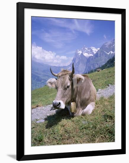 Cow at Alpiglen, Grindelwald, Bernese Oberland, Swiss Alps, Switzerland-Hans Peter Merten-Framed Photographic Print