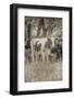 Cow at Peace-null-Framed Photographic Print