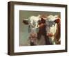 Cow Belles-Carolyne Hawley-Framed Art Print