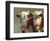 Cow Belles-Carolyne Hawley-Framed Art Print