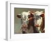 Cow Belles-Carolyne Hawley-Framed Art Print
