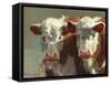 Cow Belles-Carolyne Hawley-Framed Stretched Canvas