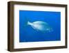 Cow Bream - Saupe (Sarpa Salpa) Larvotto Marine Reserve, Monaco, Mediterranean Sea, July 2009-Banfi-Framed Photographic Print