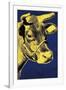 Cow, c.1971 (Blue and Yellow)-Andy Warhol-Framed Giclee Print