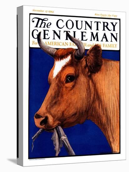 "Cow Chewing Corn Stalk," Country Gentleman Cover, November 17, 1923-Charles Bull-Stretched Canvas