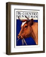 "Cow Chewing Corn Stalk," Country Gentleman Cover, November 17, 1923-Charles Bull-Framed Giclee Print