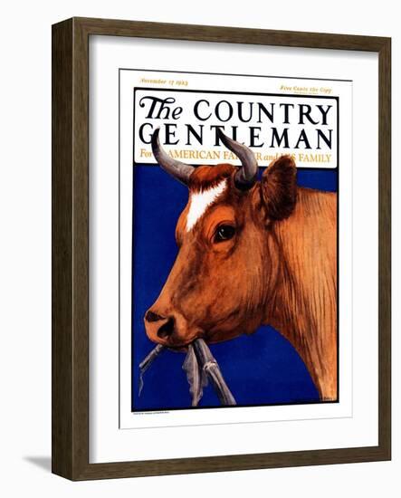 "Cow Chewing Corn Stalk," Country Gentleman Cover, November 17, 1923-Charles Bull-Framed Giclee Print
