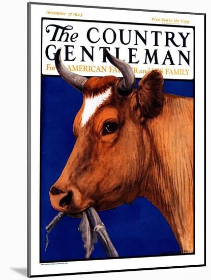 "Cow Chewing Corn Stalk," Country Gentleman Cover, November 17, 1923-Charles Bull-Mounted Giclee Print