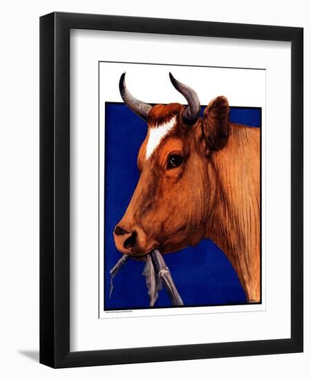 "Cow Chewing Corn Stalk,"November 17, 1923-Charles Bull-Framed Giclee Print