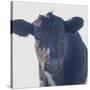 Cow Closer Looking-null-Stretched Canvas