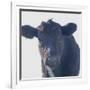 Cow Closer Looking-null-Framed Photographic Print