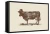 Cow Cow Nut-Florent Bodart-Framed Stretched Canvas