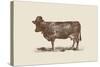 Cow Cow Nut-Florent Bodart-Stretched Canvas