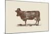 Cow Cow Nut-Florent Bodart-Mounted Giclee Print