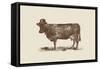 Cow Cow Nut-Florent Bodart-Framed Stretched Canvas