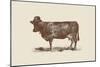 Cow Cow Nut-Florent Bodart-Mounted Giclee Print