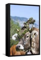 Cow Decorated with Flowers and Ceremonial Bells, South Tyrol, Italy-Martin Zwick-Framed Stretched Canvas