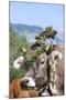 Cow Decorated with Flowers and Ceremonial Bells, South Tyrol, Italy-Martin Zwick-Mounted Photographic Print