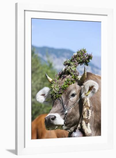 Cow Decorated with Flowers and Ceremonial Bells, South Tyrol, Italy-Martin Zwick-Framed Photographic Print