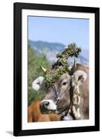 Cow Decorated with Flowers and Ceremonial Bells, South Tyrol, Italy-Martin Zwick-Framed Photographic Print