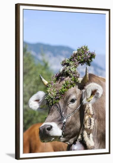 Cow Decorated with Flowers and Ceremonial Bells, South Tyrol, Italy-Martin Zwick-Framed Premium Photographic Print