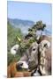 Cow Decorated with Flowers and Ceremonial Bells, South Tyrol, Italy-Martin Zwick-Mounted Premium Photographic Print